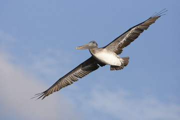Fototapeta na wymiar Brown Pelican