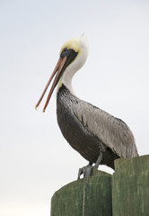 Brown Pelican, Pelecanus occidentalis