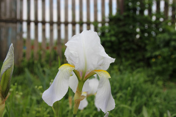 Irises in the summer garden