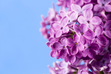 beautiful purple syringa lilac blossoms isolated on blue background with copy space for greeting message