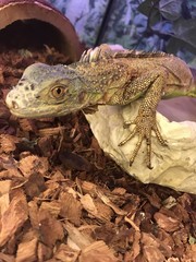 Iguana