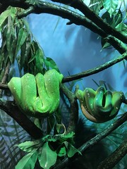 Snakes