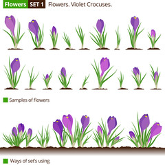 Flowers. Set 1. Purple and violet  crocuses. 