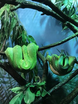 Snakes