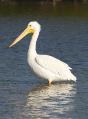 American White Pelican, Pelecanus erythrorhynchos
