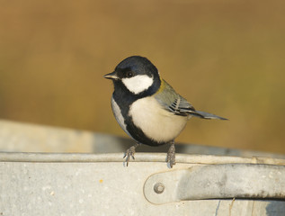 Great Tit, Parus major