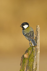 Great Tit, Parus major