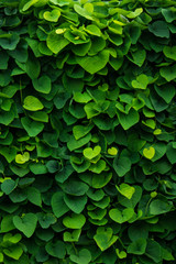 green wall, plants background - 148708754