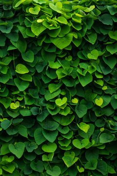 Green Wall, Plants Background