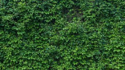 green wall, plants background - 148708955