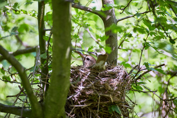A nest of birds on a tree in the wild.