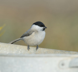 Willow Tit, Parus montanus