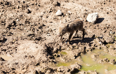 Little pig in the mud