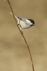 Willow Tit, Parus montanus