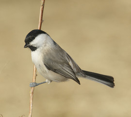 Willow Tit, Parus montanus
