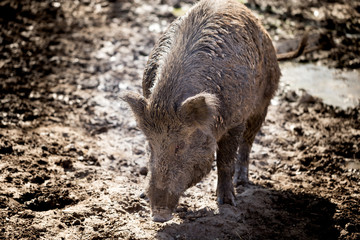 Big boar in the mud