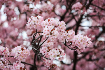 Cherry Blossom, Sakura season in Japan.