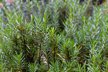 fresh green leaf close up bright and beautyful