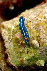 Obraz na płótnie Canvas Sea slug - Hypselodoris festiva