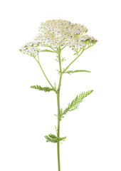 Fototapeta premium Yarrow (Achillea millefolium) flower isolated on white background