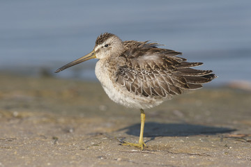 Short-billed Dowitcher, Limnodromus griscus
