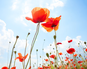 Two  poppies against blue sky with white clouds.