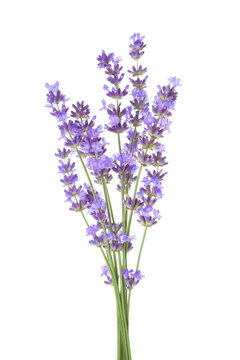 Fototapeta Bundle of lavender isolated on white background.