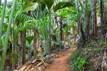 Footpath in The Vallee De Mai palm forest ( May Valley),  island of Praslin, Seychelles