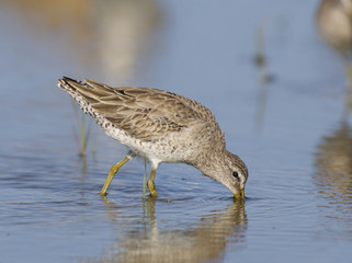 Short-billed Dowitcher, Limnodromus griscus