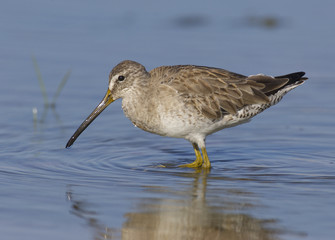Short-billed Dowitcher, Limnodromus griscus
