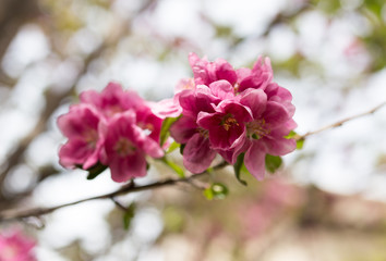 Beautiful red flowers on an apple tree