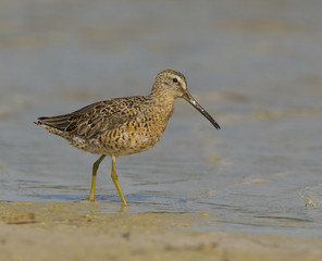 Short-billed Dowitcher, Limnodromus griscus