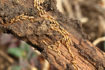 termite make colony in wood to eat and make hold. you can see damage on wood
