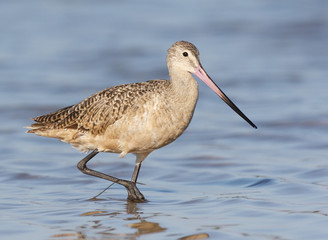 Marbled Godwit, Limosa fedoa