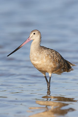 Marbled Godwit, Limosa fedoa