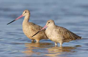 Marbled Godwit, Limosa fedoa