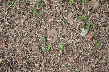 Dry leaves on dry grass in autumn.