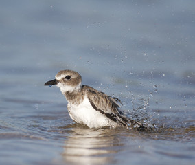 Wilson's Plover, Charadrius wilsonia