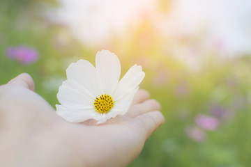 Woman hand holding white cosmos flower in her palm with cosmos garden, beautiful cosmos flower hold on female hand with space for text, selective focus in flower