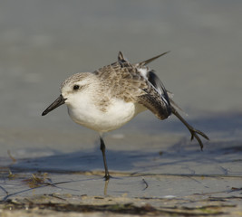 Sanderling, Calidris alba