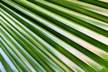 shape of palm leaf texture in tropical zone