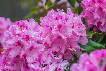 Blooming pink rhododendron in the garden in springtime.