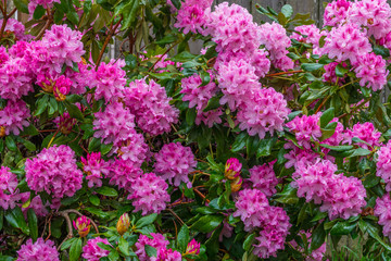 Blooming pink rhododendron in the garden in springtime.