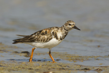 Ruddy Turnstone, Arenaria interpres