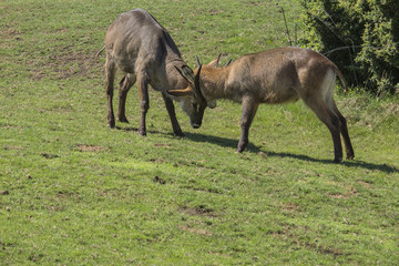Naklejka na ściany i meble antilope alcina o eland comune (Taurotragus oryx)