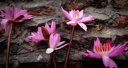 Lotus flowers offering at the Buddha’s Cremation Stupa in Kushinagar, India. 