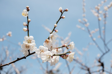 Cherry blossoms in full bloom in Japan