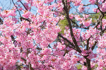 Fototapeta premium 甲府駅周辺の桜