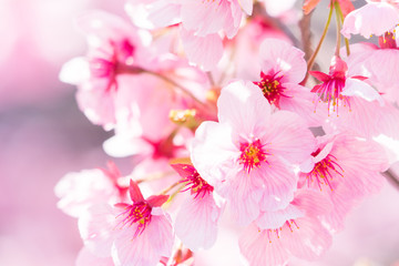 甲府駅周辺の桜