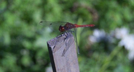 Dragonfly